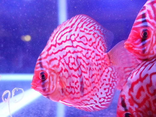 日本未入荷 入手困難 熱帯魚 ディスカス 生体 レッドターコイズ ディスカス 8cm 495番 水槽番号 092 最安値に挑戦 Www Lessourcescantal Com